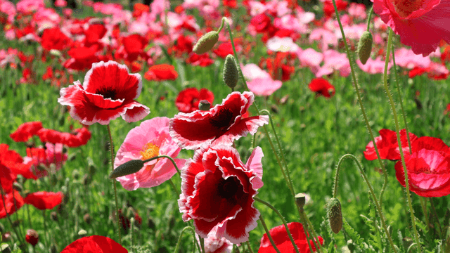 Field full of red and pink poppies