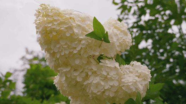 활짝 핀 흰 수국 꽃