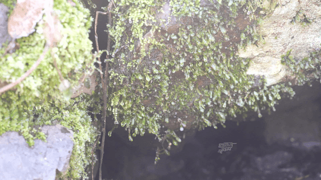 Mossy rock with water droplets.