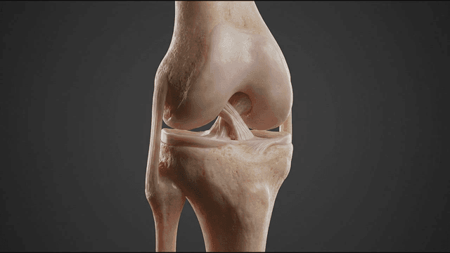 Detailed view of a human knee joint