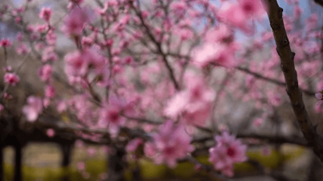 Pink cherry blossoms in full bloom