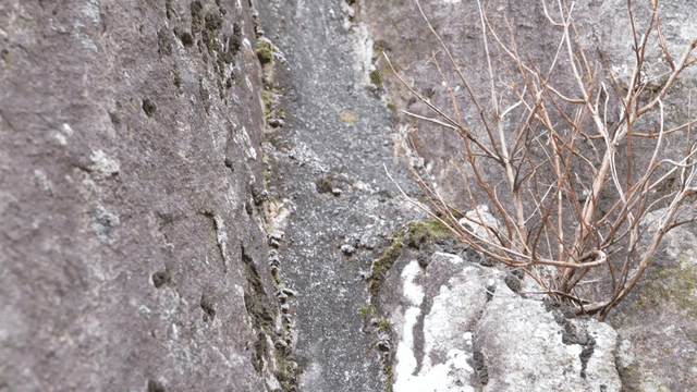 Small plants growing on surface of rocks