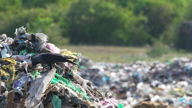 Birds and elephants foraging in a landfill area