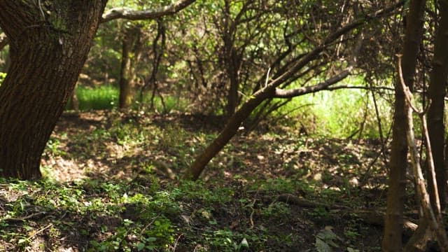 Person Walking Through a Sunlit Forest