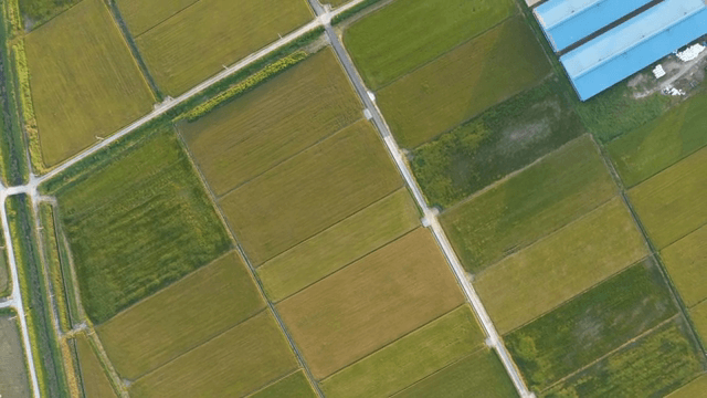 초록 빛깔의 넓은 들판