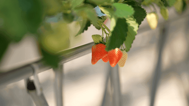Ripe strawberries hanging on a plant