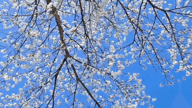 Cherry blossoms against a clear blue sky