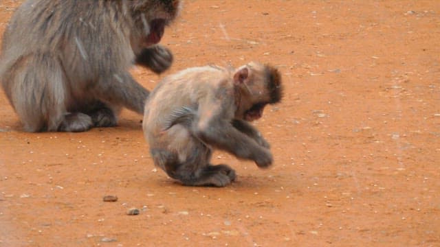 Monkeys foraging on the snowy ground