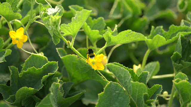 Bumblebee on yellow flower in garden