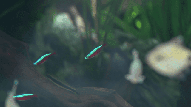 Colorful fish swimming in an aquarium