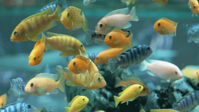 Colorful school of fish swimming in aquarium