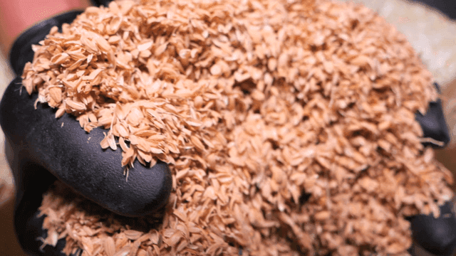 Gloved hand holds handful of rice husks.