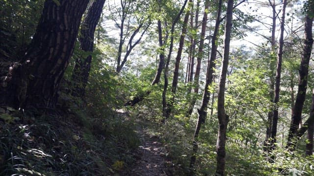 Forest path under the afternoon sun