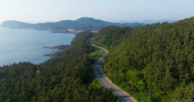 Scenic Coastal Road Lined by Lush Forest