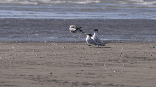 Seagulls standing on a sandy beach
