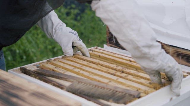 Beekeepers Picking up Beehives