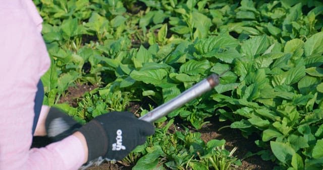 몸에 좋고 싱싱한 나물을 캐는 손