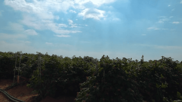 화창한 날의 무성한 라즈베리 농장