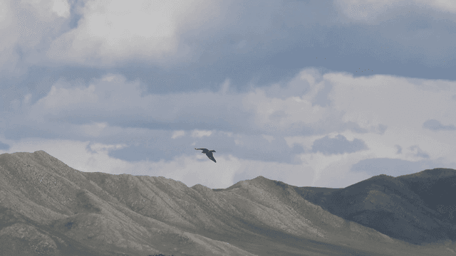 Birds flying over mountain range