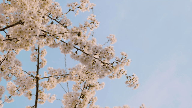 Cherry blossoms blooming under a clear sky