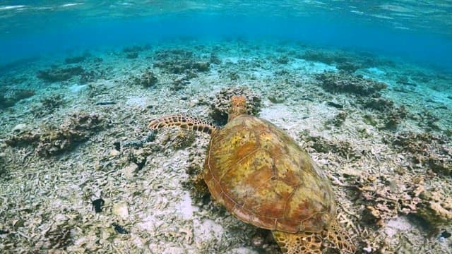 Sea Turtle Swimming Over Coral Reef