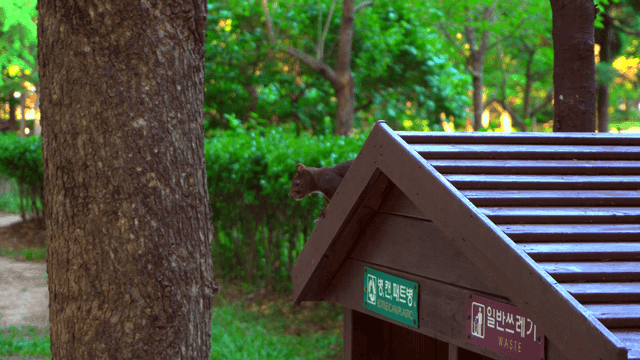 공원 나무 구조물 위의 청설모