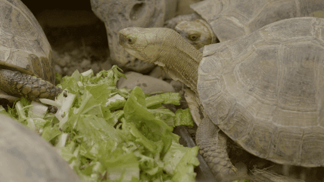 Turtles eating fresh lettuce together