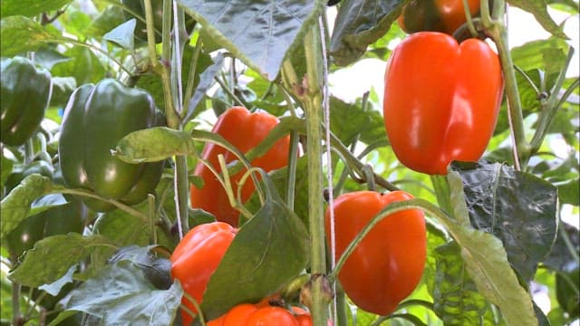 Ripe red bell peppers in a lush greenhouse