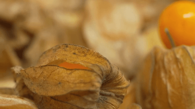 껍질이 있는 잘 익은 꽈리의 클로즈업