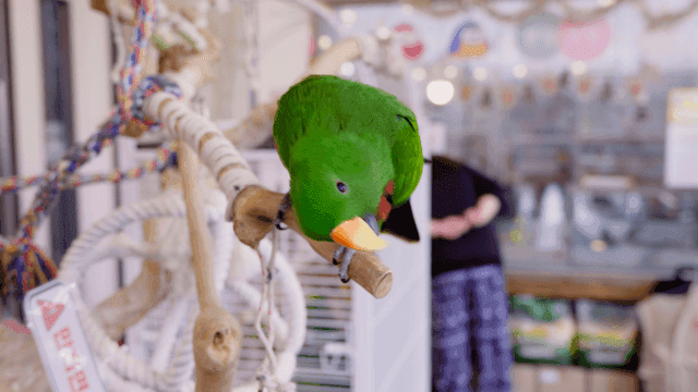 앵무새 카페 놀이목에서 날아가는 화려한 앵무새