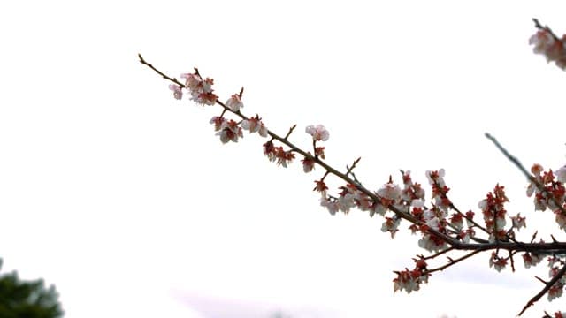 Blossoming branch of cherry blossoms against a hazy sky