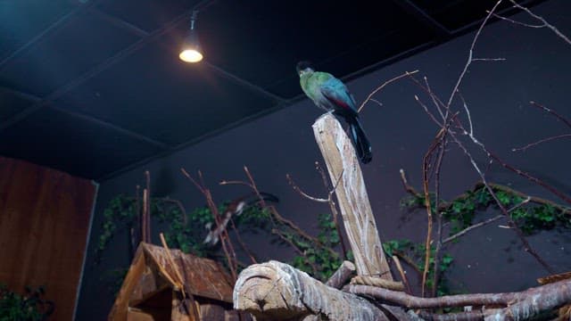 Colorful green bird resting on a tree