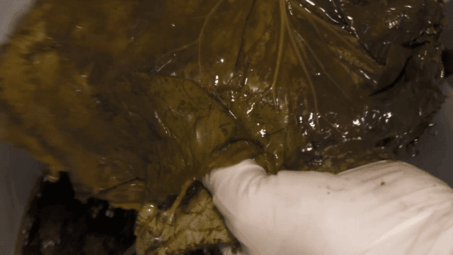 Perilla leaves being taken out of container