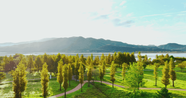 Scenic view of a lush green park