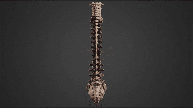 Detailed view of spine rotting away due to virus