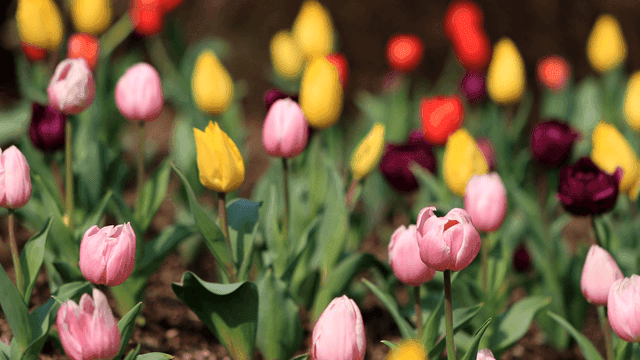 다채로운 튤립이 가득한 들판