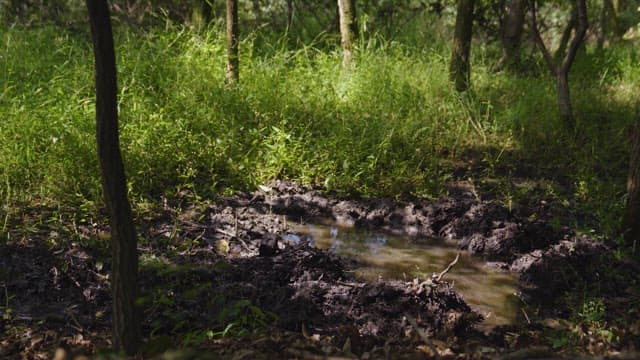 고요한 숲의 진흙 웅덩이