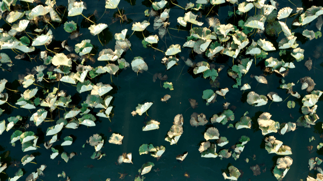 잎이 떠 있는 고요한 연못