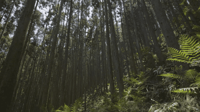 Tall trees in a dense forest