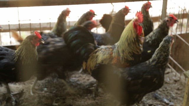 닭장 안의 한국 토종닭들