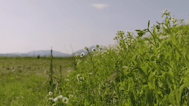 맑은 하늘 아래 들꽃이 핀 들판