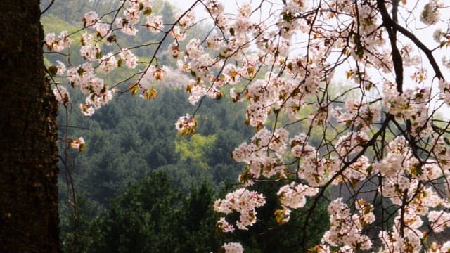 Cherry blossoms in full bloom swaying in the spring breeze