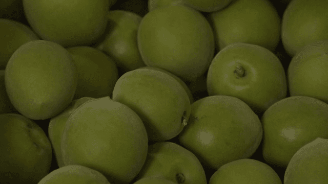 신선한 청매실의 근접 촬영