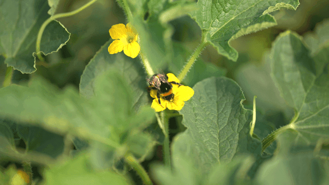 Bumblebees pollinating yellow flowers