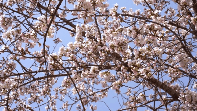 나무 가지에 핀 벚꽃