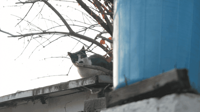 Cat resting on roof