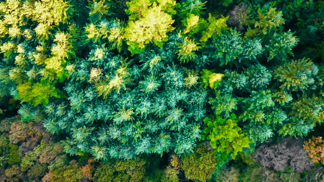 Lush green forest from above