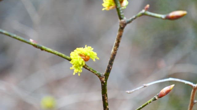 봄에 꽃이 피기 시작하는 나뭇가지