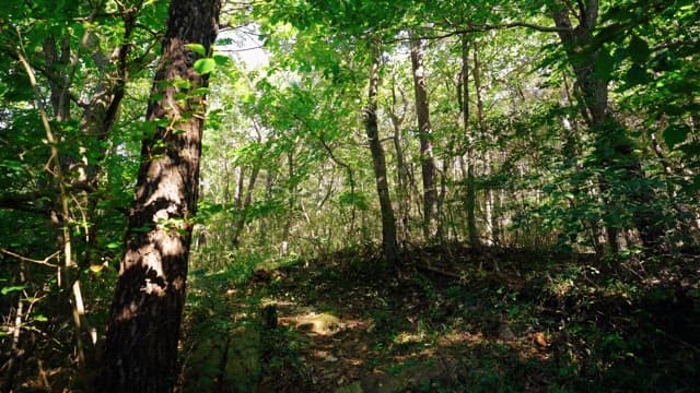 Dense forest path with sunlight shining on it