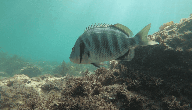 Fish swimming in clear water